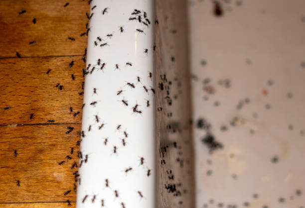 Pest Prevention Services in Sky Valley, CA
