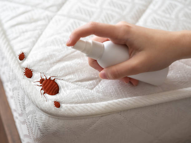 Best Residential Pest Control  in Sky Valley, CA