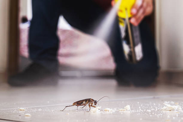 Best Best Pest Control Companies  in Sky Valley, CA